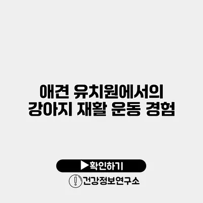 애견 유치원에서의 강아지 재활 운동 경험